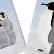 ペンギンスマホカバーtop画像